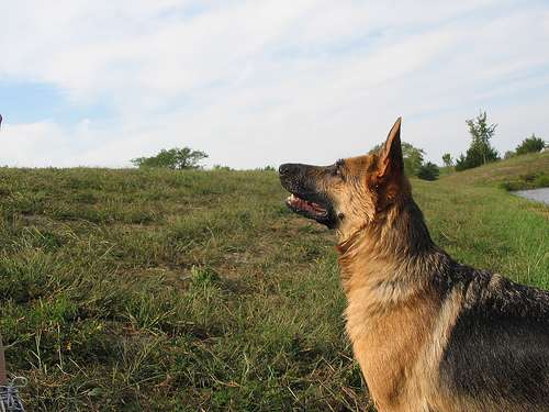Un can grande en el campo mirando hacia el cielo en la tarde
