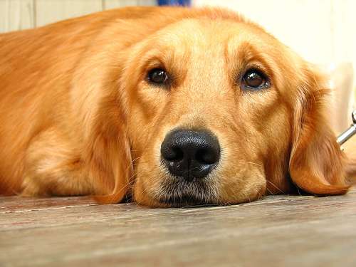 un perro recostado sobre el piso de una casa mira con su cara triste al frente