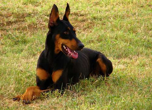 Un perro grande tendido sobre el pasto mirando hacia un lado tiene su lengua afuera