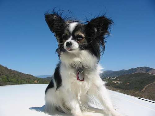 Un perro pequeño sobre el techo de una casa de campo con el viento en la cara