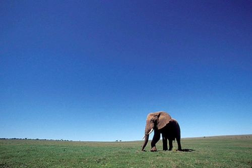 Vemos al inmenso desierto y en el a un elefante solitario alli