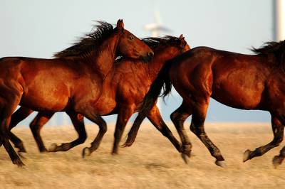 Tenemos a una cantidad de caballos cafés que corren por un terreno polvoriento