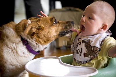 Vemos a un bebe y un perro que interaactuan amigablemente