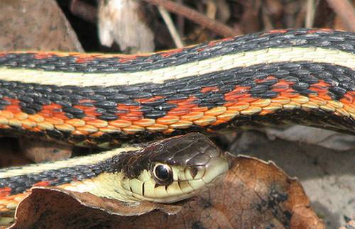 Vemos auna grande serpiente en varios colores como negro naranjado amarillo y blanco