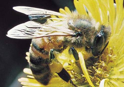 Vemos  una abeja muy grande sobre una linda flor amarila tomando su nectar