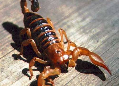 Vemos aun a un gran escorpión macho de color café con grandes tenazas y cola enroscada