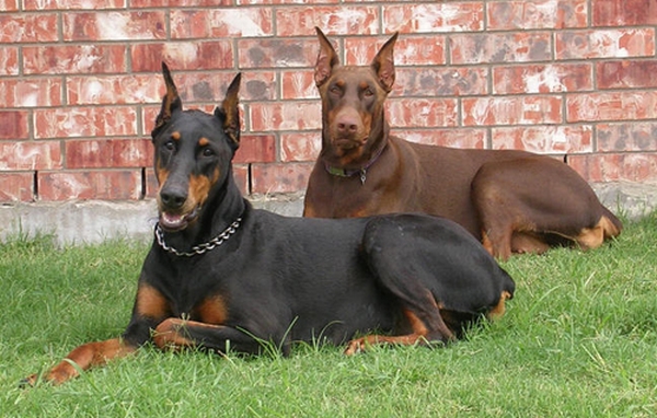 Vemos a dos perros uno negro y el otro café con orejas muy paradas y de aspecto agresivo