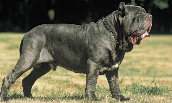 Tenemos aquí un inmenso perro gris de hermoso pelaje de apariencia feroz