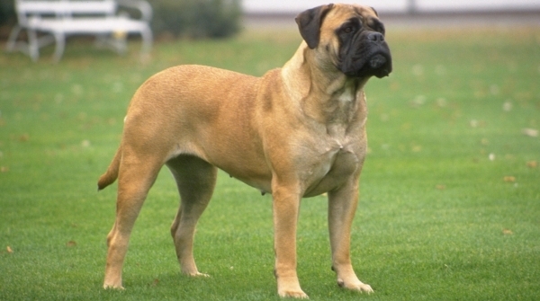 Vemos a un perro muy grande de color habano y de aspecto imponente