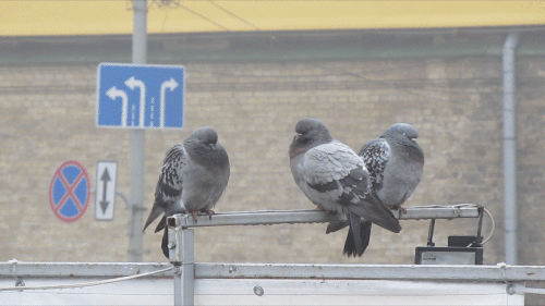 Tres palomas en una barra de metal y también se observan unas señales de tránsito