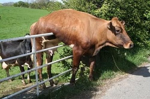 Vemos una vaca atascada en una baranda sin poder pasar