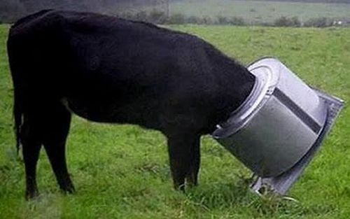 Una vaca de color negro le queda su cabeza metida en una vasija de tomar agua  