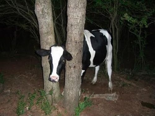 Una vaca pequeña color blanca y negra se queda trancada en medio de dos ramas gruesas de arbol