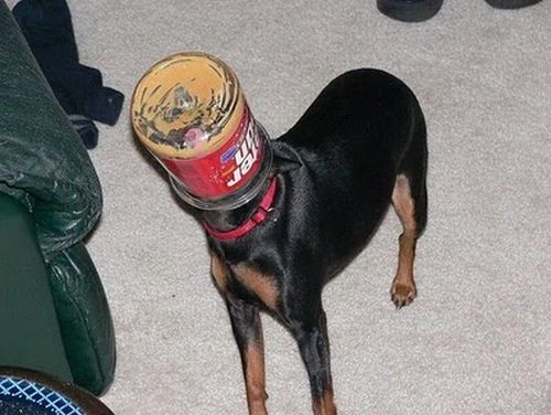 Un perro queda con un tarro de lata en su cabeza esperando que se lo quiten