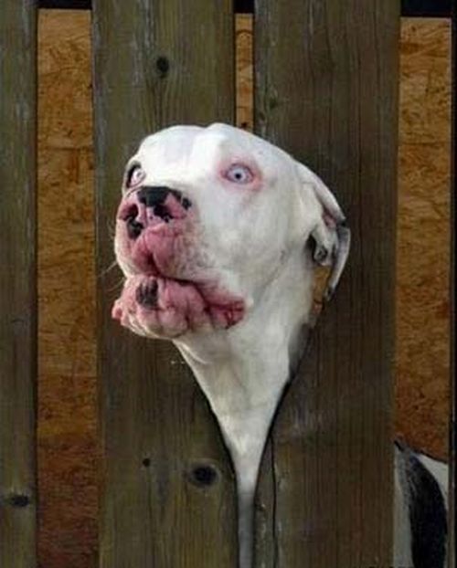 Vemos a un perro que por una pared de madera  metio su cabeza que ya no le puede salir