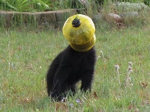  Un pequeño oso queda atrapada su trompa en una tapa plastica de algo