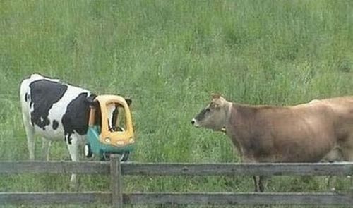 Una vaca queda con una  parte de un juego de un parque de diverciones 