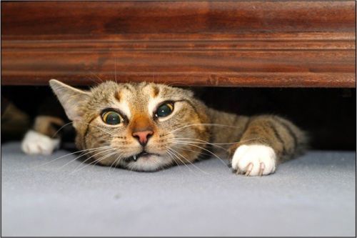 Vemos un gatico que quiere salir debajo de una cama y se aplasta un poco la cabeza