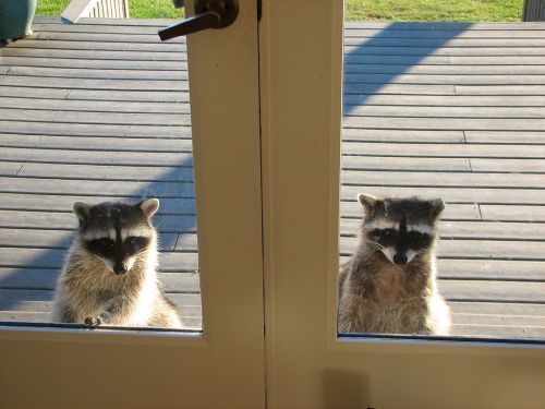 Tambien otros dos mapaches a traves de una puerta de vidrio miran hacia entro