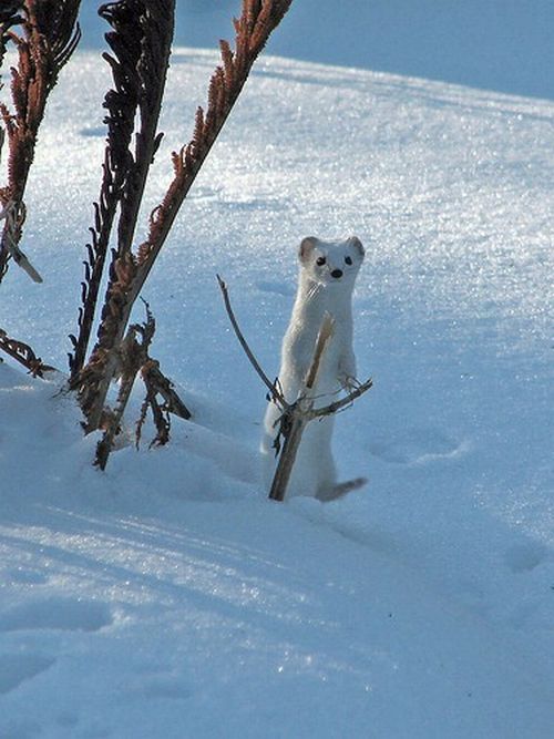 Vemos un bebe de oso polar  mirando  y recostado en una rama 