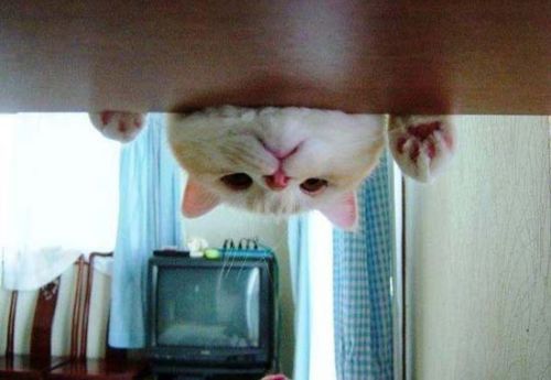 Observamos a un gato que mira hacia la parte de abajo en una forma invertida