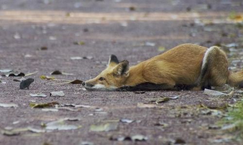 Un zorro hace pereza en un terreno donde se ven otros pequeños animales