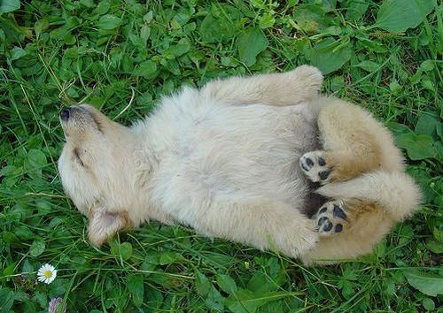 Vemos a un pequeño de oso que duerme tranquilamente