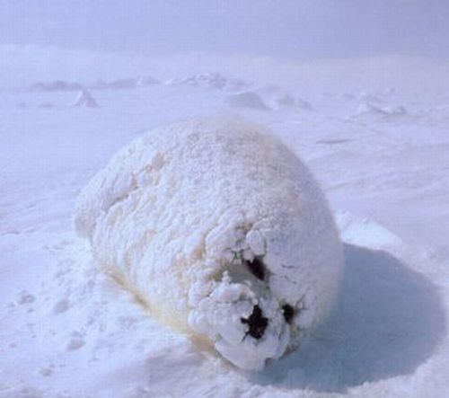 En una nieve muy blanca una cria de foca  descansa al sol