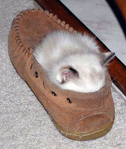 Vemos aun lindo gato blanco con gris que duerme dentro de un cómodo zapato