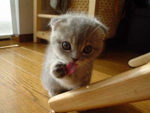 Vemos un lindo gatico  de color gris que juega con su lengua 