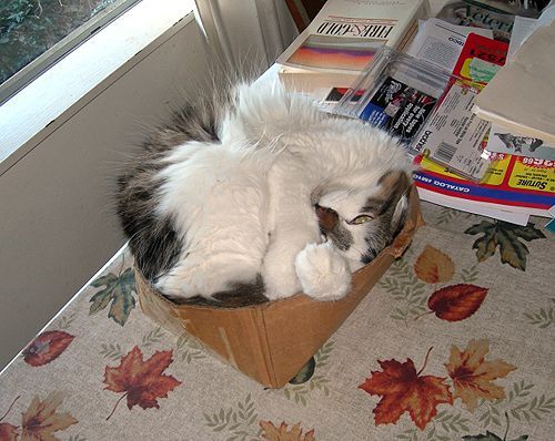 Observamos a un gato de color gris y blanco que trata de dormitar en una ca ja de cartón