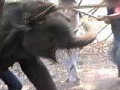 Ahora vemos aun pequeño elefante en una jaula donde varios hombres le pegan con palos