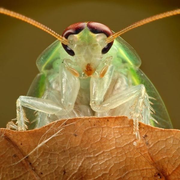 Vemos a otro insecto con sus trompa ojos my antenas  bien desarolladas