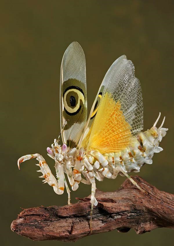 Vemos una mariposa atrapada por un escorpion donde se sus alas donde una tiene una forma de ojo