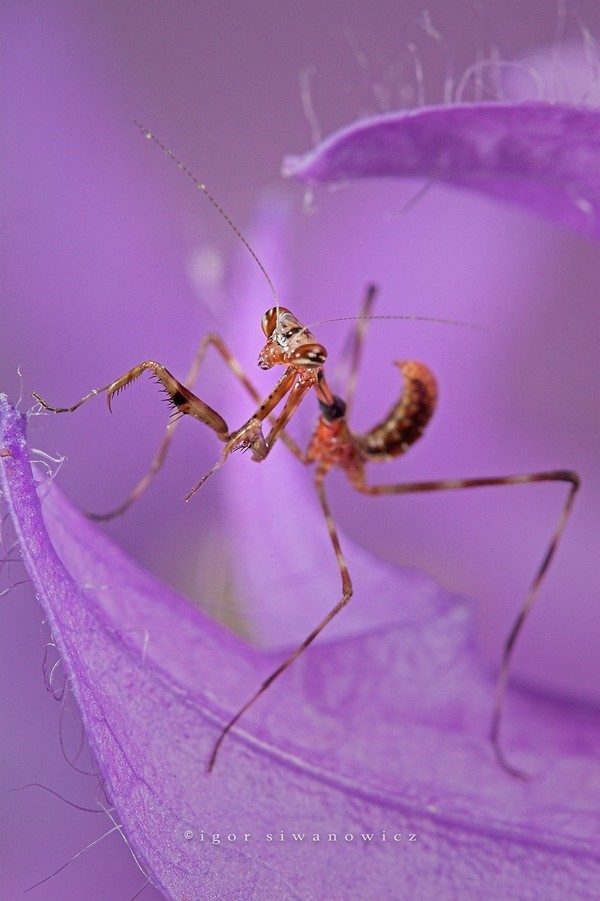 Observamos un insecto muy delgado con sus patas muy delgadas y sus antenas muy extendidas
