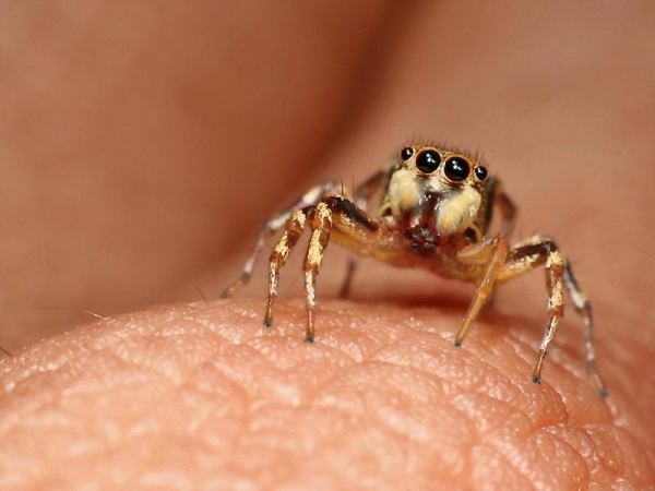 Vemos al insecto con grandes ojos y patas  en color habano