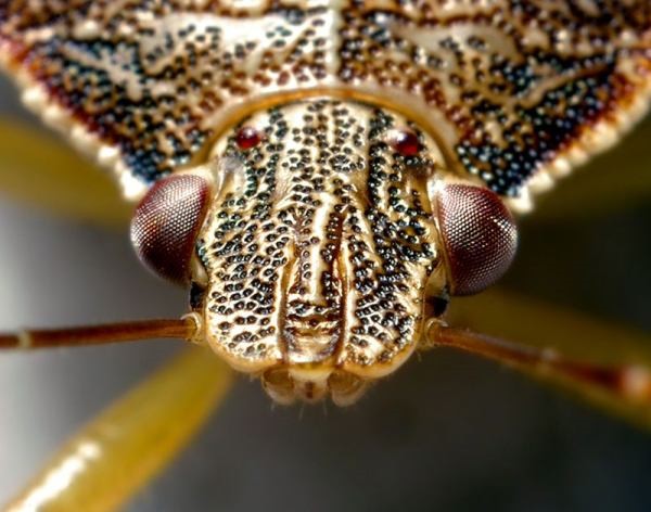 Vemos a un insecto  en forma aumentada de color amarillo y negro con ojos saltones