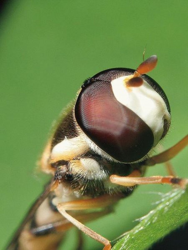 Vemos aqui el ojo de una abeja y tambien parte de su aparato chupador
