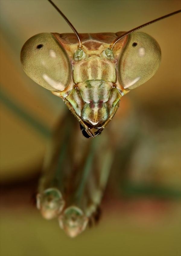 Vemos aqui los ojos de un isecto en su forma m natural y su antenas  muy delgadas 