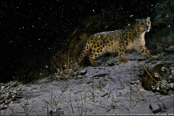 Vemos aun leopardo en medio de la nieve que trata de escapar de algo
