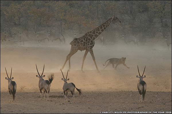 Vemos en un desierto a una jirafa que va hacer atacada por un leon y mas atras unos antilopes que observan lo que pasa