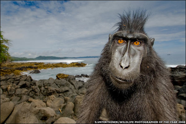 Vemos a un mono que observa con mucha curiosidad algo que no vemos se ve que esta en un lugar  rocoso