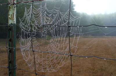 Vemos auna hermosa telaraña puesta en un arbol perfectamente tejida