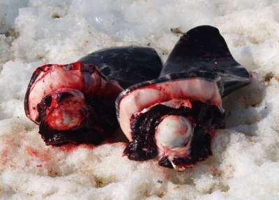 Vemos a unas aves muertas en unos pedazos de piel sobre la nieve