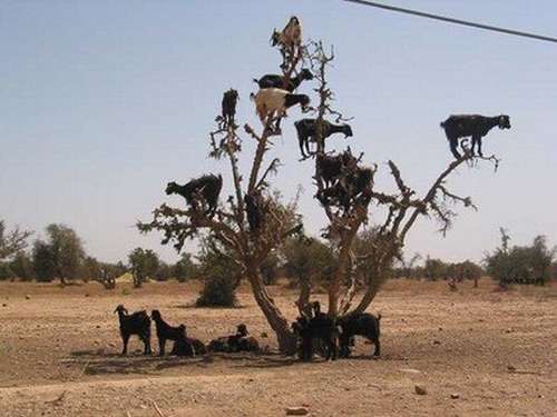 Las Cabras Trepadoras de Árboles que Pocas Personas Conocen Hoy