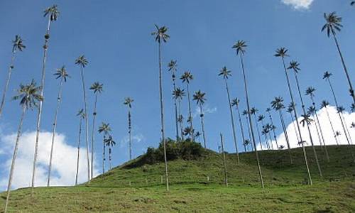 Tenemos un hermoso valle muy verde  sobre el muchísimas altas y esbeltas palmas de cera  y un lindo cielo azul