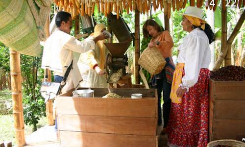 Vemos a unas mujeres vestidas con el traje de chapoleras  entregan el café  recogido para pelarlo