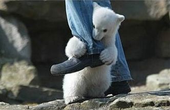 Vemos a un bebe de oso polar que se cuelga a la pierna de un hombre que lleva un jean 
