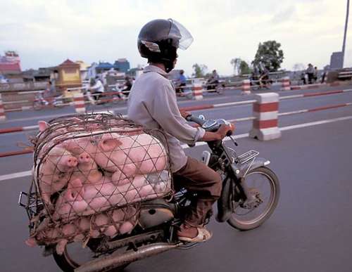 Tenemos a un hombre que transporta en su moto  un poco de cerdos  en unas bolsas de maya  por una avenida