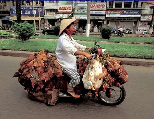 Vemos a una persona que transporta muchas gallinas y un pato en la parte delantera y trasera de su moto por una gran avenida